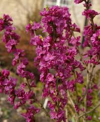 Image result for Daphne mezereum