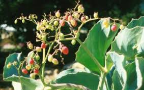 Image result for Cyphostemma lanigerum