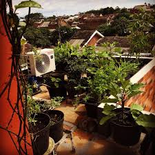 Namun sekarang ini sudah jarang sekali ditemukan rumah dengan lahan yang luas, sehingga niat berkebun menjadi sangat nah buat kamu yang ingin memiliki kebun sayuran sendiri di rumah, beberapa contoh berikut ini bisa menjadi inspirasi. Kebun Diatas Atap