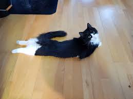Is your cat limping and you don't know why? Does Your Cat Sploot Here S Why Your Feline Likes Sitting Like A Frog Cole Marmalade