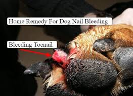 The goal is for your dog's nails to not tap the ground as they walk. Best Home Remedy For Dog Nail Bleeding Vet Approved Method