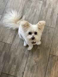 Read 5 reviews, view ratings, photos and more. Bubbles Dog Grooming Spa 86 Photos 135 Reviews Pet Groomers 19171 Magnolia St Huntington Beach Ca Phone Number