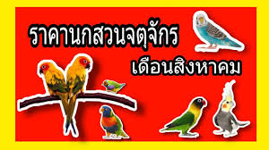 อายุยืน อย่างในเรื่อง popular pet birds ของ r.p.n. Ep 1 à¹‚à¸‹à¸™à¸ª à¸•à¸§ à¹€à¸¥ à¸¢à¸‡à¸ˆà¸• à¸ˆ à¸à¸£ à¸£à¸²à¸„à¸²à¸™à¸à¸¥ à¸à¸› à¸­à¸™ Twenty Eight Youtube