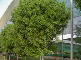 Image result for Conocarpus erectus