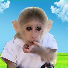 Monkeys are available for a limited time and can be purchased inside of the monkey fairgrounds. Monkey Moon Dad Get Sick My Baby Monkey Just Likes To Lie Next To Him Facebook