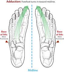 Abduction refers to the movement of structures or limbs away from the middle of the body by the contraction of abductor muscles. Cascade Dafo