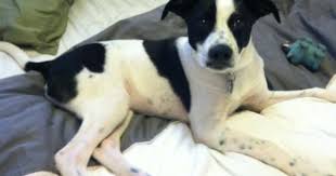 Black And White Border Collie Pointer Mix Dexter The Pointer Mix Crazy Dog Lady Puppies Crazy Dog