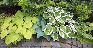 Richard talks about the best time of year to transplant hostas, the tools to use and the soil and type of compost he uses at new hampshire hostas. How To Divide Hostas My Garden Life