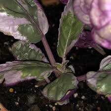 Below is a list of the safe variety of plants indoor and outdoor which have been reported as having no adverse affects on animals. Hemigraphis Alternata Snow White Snow White Waffle Plant Uploaded By Kittenteeth