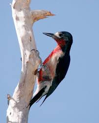 Pajaro Carpintero Puerto Rico Beautiful Birds Birds In The Sky