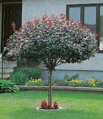 Bcm Geholz Zwerg Blut Pflaume Weisse Bluten Online Kaufen Otto Garten Pflanzen Garten Bepflanzen Garten Und Outdoor