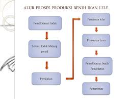 Berikut merupakan diagram alir proses produksi pembenihan ikan konsumsi mulai dari persiapan sarana dan prasarana sampai pemeliharaan larva dan benih seperti diperlihatkan pada gambar 3.8. Pembenihan Ikan Lele Clarias Gariepenus Ppt Download
