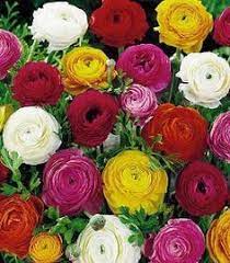 Rancunculus Partial Shade Average Moisture Zone 6 Bulb Flowers Wholesale Flowers Ranunculus Flowers