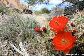 The flowers are adapted to be pollinated by the yucca moth. Joshua Tree Wildflowers Hikespeak Com