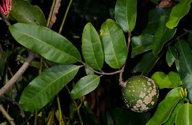 Image result for Landolphia owariensis