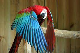 Image result for Acridocarpus chloropterus