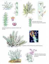 Image result for Euphorbia distinctissima