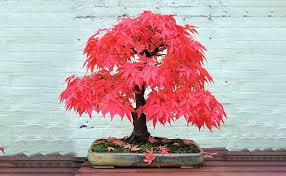 | 4⊱ delonix regia flamboyant indoor house plant bonsai tree seeds ƹ̵̡ӝ̵̨̄ʒ⊰. 5 Types Best Indoor Bonsai Trees That Portray Beauty Since Ages Floweraura