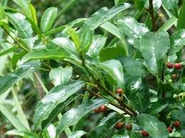 Image result for Rhamnus prinoides