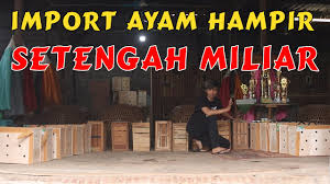 Btcusd 5m on/a hn/a ln/a cn/a vn/a. Jenis Ayam Modern Ayam Trad Youtube
