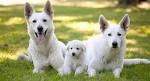 White German Shepherd Dogs & Puppies | Polarbear™