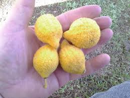 Image result for Garcinia volkensii