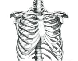 The human rib cage is a component of the human respiratory system. Rib Memory Alpha Fandom