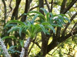 Image result for Pachycarpus firmus