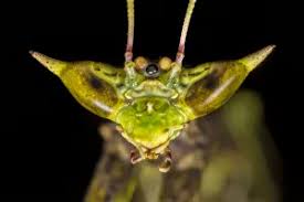 Image result for Pterygota