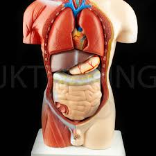 Anatomical, eye/vision & reference charts. 42 Cm Tall Male Sex 4d Torso Anatomical Model Medical Anatomy Model