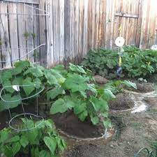 Make small hills for every five or six batch of seeds. Last Years Squash Mounds The Hanging Cds Really Keep The Birds Away Gardening Tips Garden And Yard Growing Vines