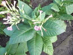 Image result for Nicotiana tabacum