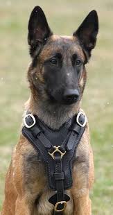 Leather Dog Harness Belgian Malinois Belgian Malinois Dog Belgium Malinois