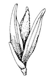 Image result for Entolasia