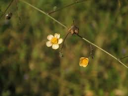 Image result for Wissadula