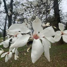 Gamma Tree Experts Home Facebook