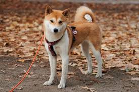 В tiktok прорекламировали криптовалюту doge. Meme Based Cryptocurrency Dogecoin 822 Surge Hypebeast