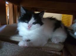 Black & white cat breeds. Fluffy Black And White Female Kitten Aldershot Hampshire Pets4homes