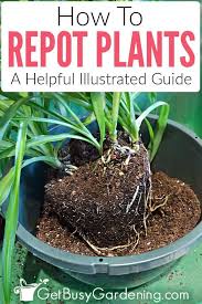 Pin On Garden Plants
