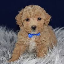Since it is a hybrid, it does take all of the features of its parents. Bichonpoo Puppies For Sale In Pa Bichonpoo Adoptions
