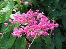 Bunga pengantin mirnawati lagu dangdut rama fm ciledug cirebon youtube. Humaira Honey Pokok Bunga Air Mata Pengantin Antara ×¤×™×™×¡×'×•×§