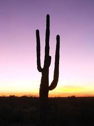 Lonely desert sunset road to the horizon with cactus. Arizona Desert Sunset Picture Of Phoenix Central Arizona Tripadvisor