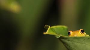 We did not find results for: Frog Desktop Wallpapers Top Free Frog Desktop Backgrounds Wallpaperaccess