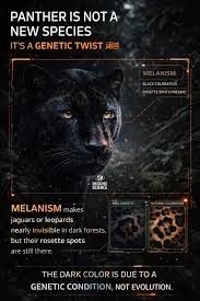 Image result for Panther Black 2001 Puma