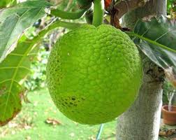 Epingle Sur Guadeloupe
