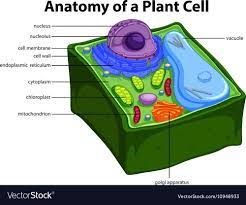 They are cells that have a distinct nucleus and other cellular organelles enclosed within a membrane and thus are eukaryotic in origin. Diagram Showing Anatomy Of Plant Cell Vector Image On Vectorstock Plant Cell Plant Cell Diagram Simple Plant Cell