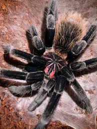 Image result for Rhipidoglossum globulosocalcaratum