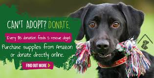 Our mission is to save dogs. Save A Life Canada Animal Rescue Society Adopt A Rescue Today