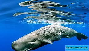 Posisi paus sperma saat tidur adalah salah satu hal yang menarik dibahas dari dunia hewan. Paus Sperma Mamalia Marin Yang Besar Dari Buku Merah Mamalia