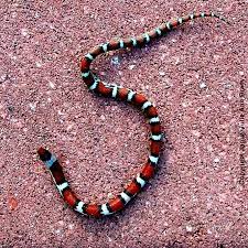 Blog On And On Florida Scarlet Snake And Other Florida Snakes Snake Scarlet Florida